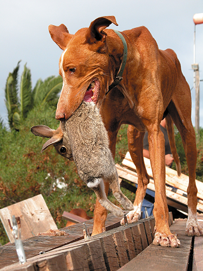 Podenco mit seiner Beute