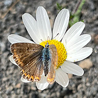 Mariposa en Margarita